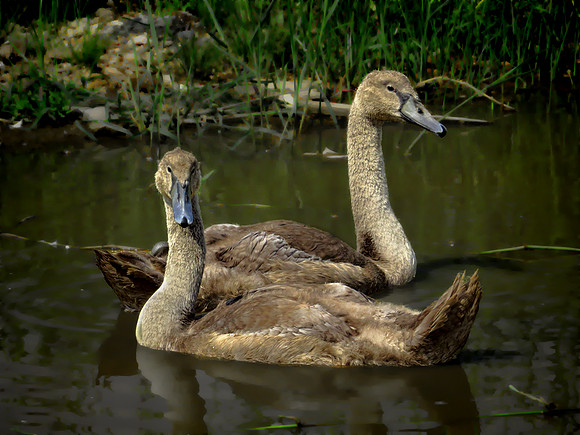 Cygnet