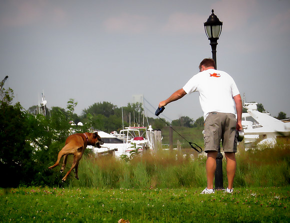 Dog at Play