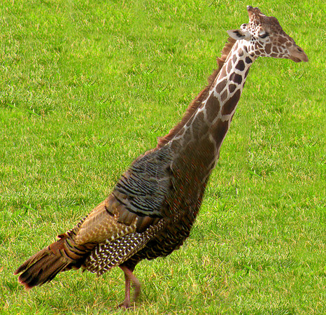 Girafsky